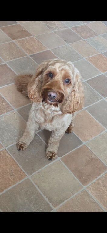 Milo for stud