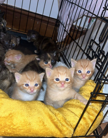Main coon cross