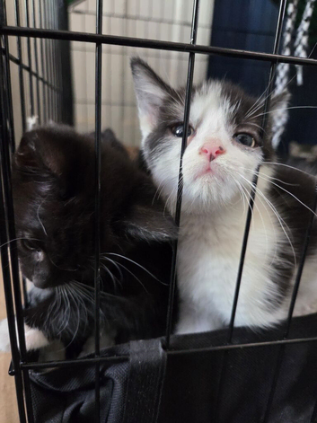 Cuddly kittens