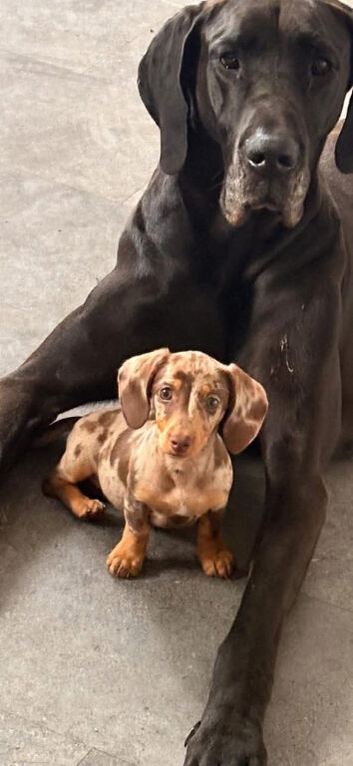 Female dachshund