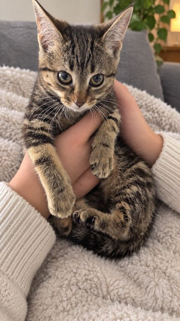 Maine coon kittens