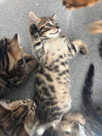 Kittens ready now