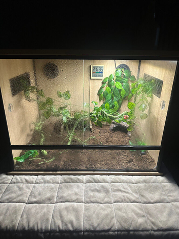 lily white gecko and crested gecko