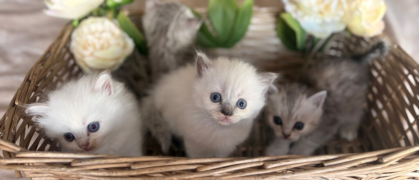 Beautiful kittens