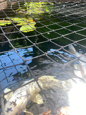 Koi fish