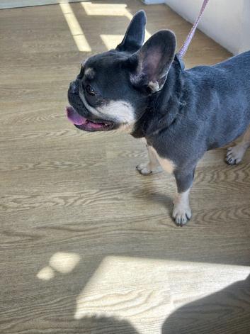 Loui