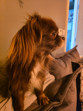 6 year old Female Pekingese X