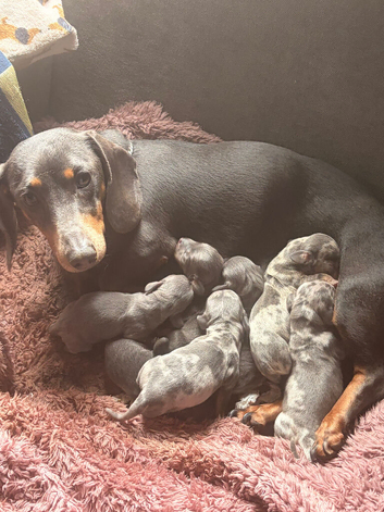 Dash hound puppies