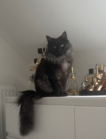 Main coon x domestic long hair