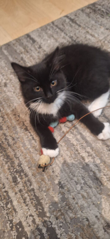 Norwegia Forest kittens only 1 left