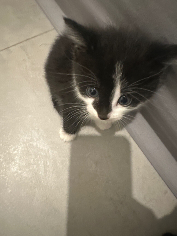Beautiful black and white kitten