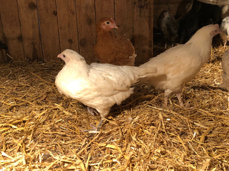 11 week old pullets available