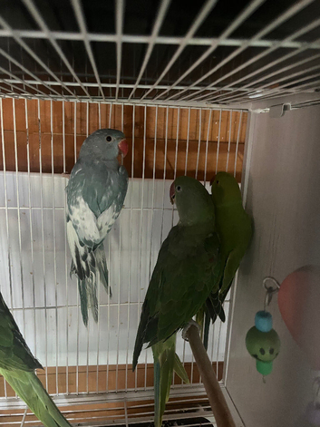 Blue pied w dna