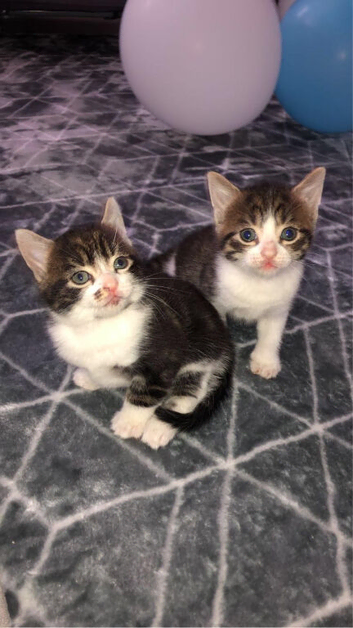 tabby kittens