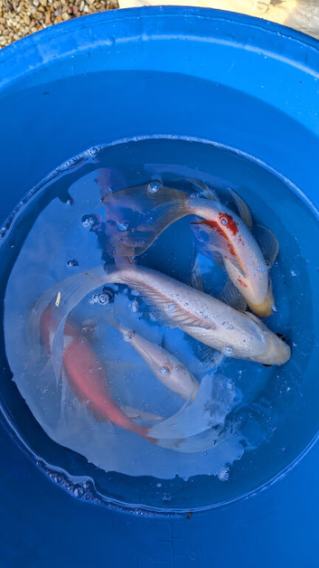 7 x lovely goldfish, some very large