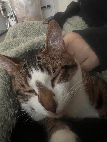 Year old cat for sale!!