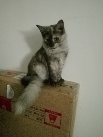 5 months old male