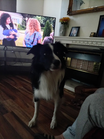 Max 5 year old border Collie for rehome