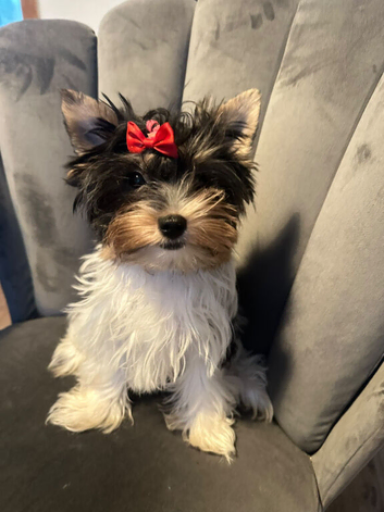 Teacup Yorkshire terrier biewer 3 colours