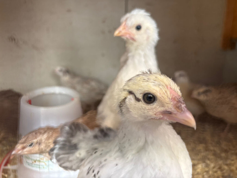 Chicks