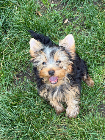 Yorkshire Terrier boys