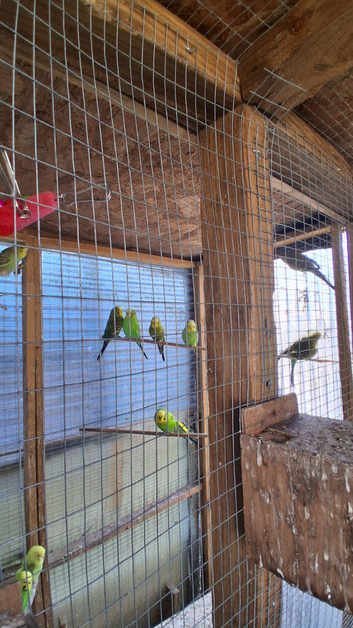 Budgies