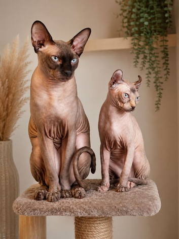 Beautiful Pedigree Sphynx Kittens &ndash; Looking for Their Forever Homes