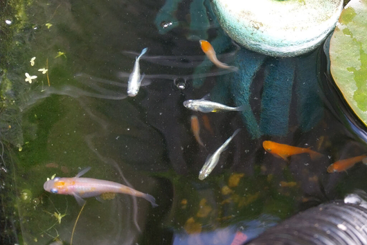 15 x medaka rice fish eggs