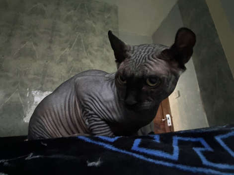 SPHYNX MALE BLACK