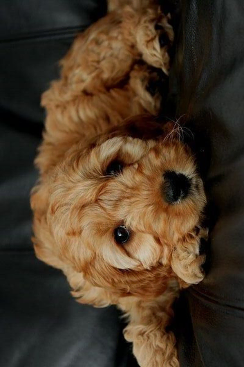 cockapoo puppies