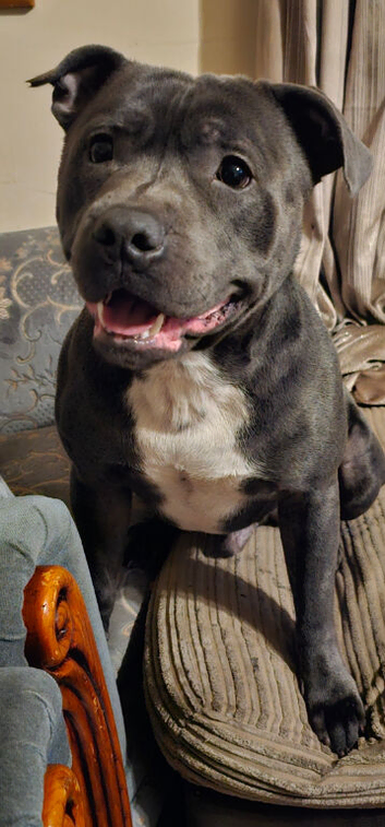 Staffy looking for his forever home. Still available (28th may)