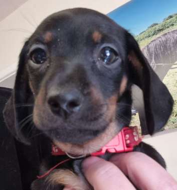 Dachshund  puppies