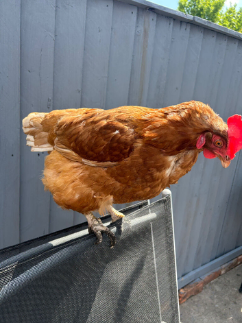 2 lohman hens for sale