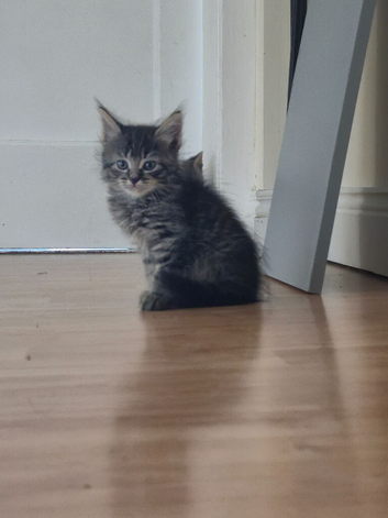 Kittens