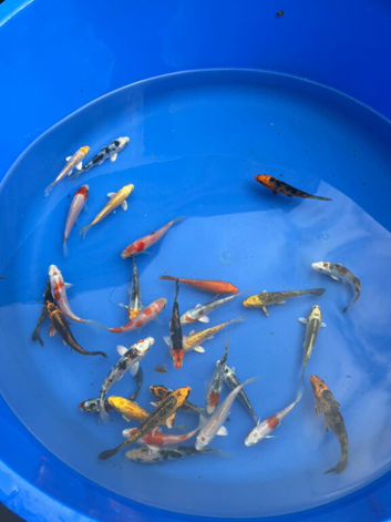 koi carp High Grade From &pound;5 each