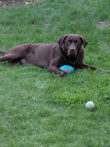 Dark chocolate Labrador Stud dog