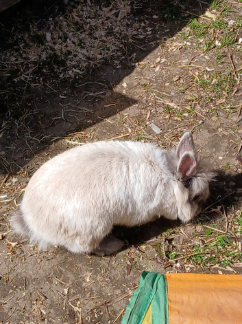 Female lionhead rabbit