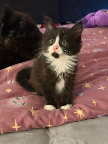 Two beautiful kittens looking homes