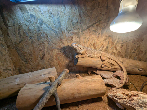Breaded dragon