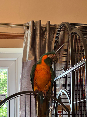 Looking for Blue throat macaw female