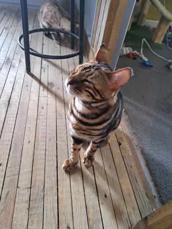 Brown Bengal boy