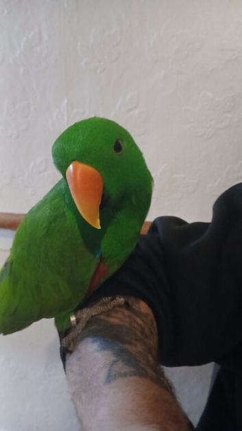 Eclectus for sale in wishaw