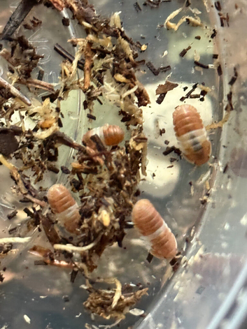 Cubaris red panda king isopods