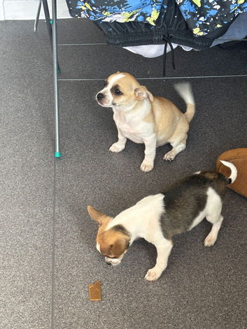 Two adorable male pomchi puppies