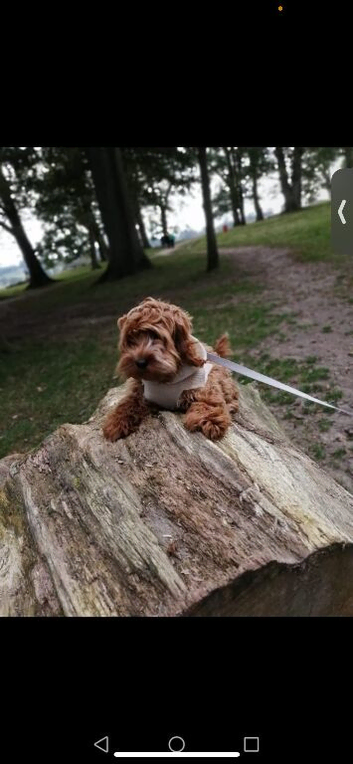 Beautiful cockapoo puppy for sale