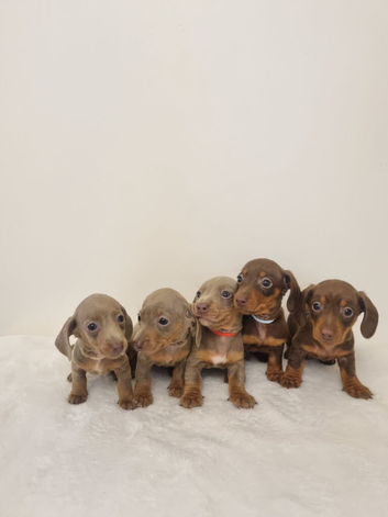 ️ BEAUTIFUL MINIATURE DACHSHUND PUPPIES - READY FOR THEIR FOREVER HOMES 30TH OCTOBER! ️