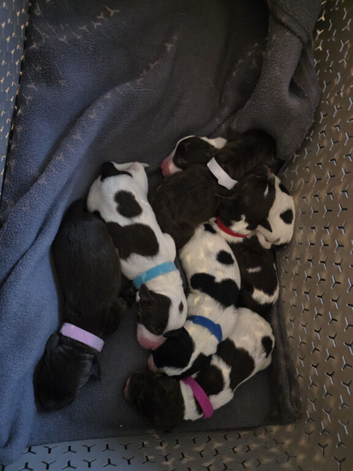 Springerdor puppies