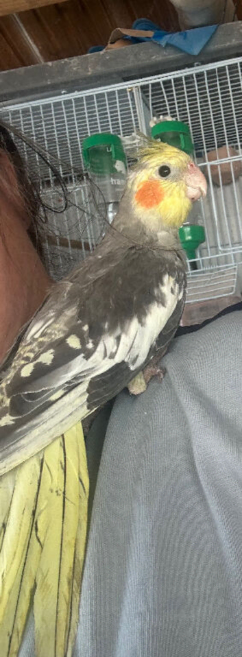Baby cockatiel (hand reared)