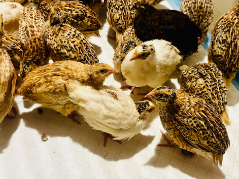 Jumbo Coturnix Quail
