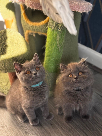Gorgeous British shorthair and longhair